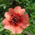 Potentilla nepalensis 'Miss Willmott' fleur